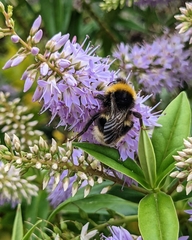 Bombus cryptarum