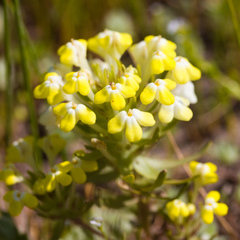 Castilleja campestris