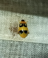 Walterianella biarcuata