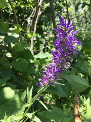 Asyneuma campanuloides