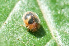 Nephus kiesenwetteri