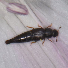 Conotelus obscurus