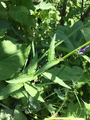 Asyneuma campanuloides