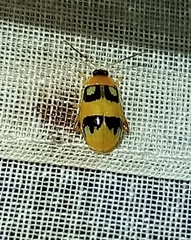 Walterianella biarcuata