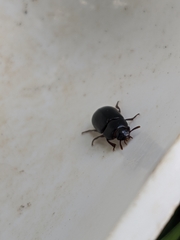 Alphitobius diaperinus