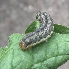 Noctuinae
