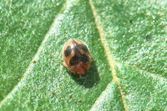 Nephus kiesenwetteri