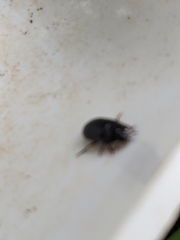 Alphitobius diaperinus