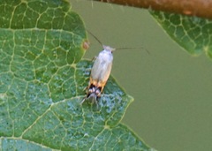 Leucoptera