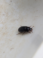 Alphitobius diaperinus