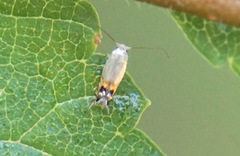 Leucoptera