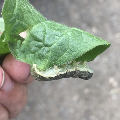 Noctuinae
