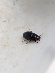 Alphitobius diaperinus