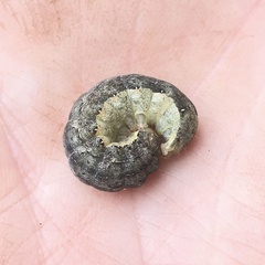 Noctuinae