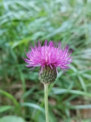 Cirsium pannonicum