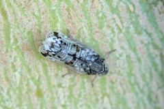 Reptalus melanochaetus