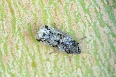 Reptalus melanochaetus