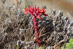 Dudleya palmeri