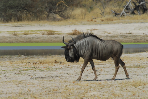 Blue Wildebeest (Connochaetes taurinus)