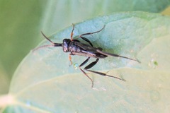 Zeuxevania splendidula