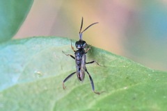 Zeuxevania splendidula