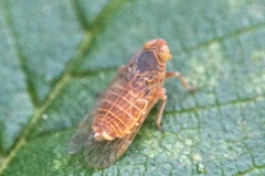 Hyalesthes