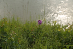 Anacamptis pyramidalis