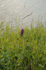 Anacamptis pyramidalis