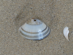 Mactra stultorum