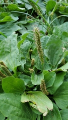 Plantago major