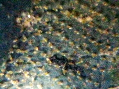 Pectinatella
