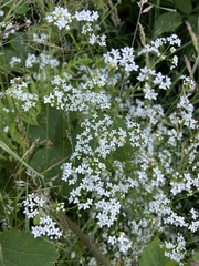 Galium uliginosum