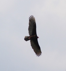 Cathartes aura septentrionalis