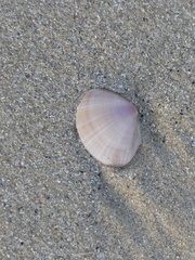 Mactra stultorum