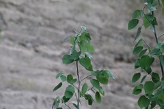 Populus deltoides deltoides