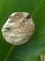 Protopolybia exigua
