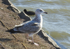 Larus argentatus argentatus