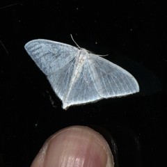 Ditrigona triangularia