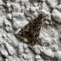Eudonia lacustrata