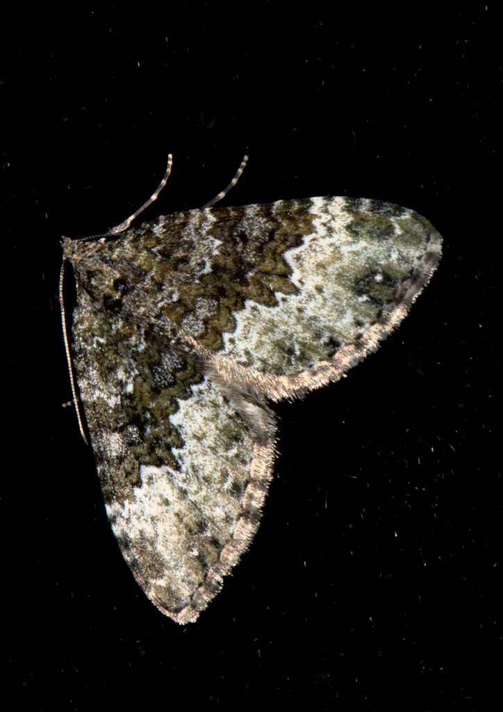 Euphyia ochreata