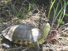 Trachemys hartwegi