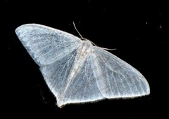 Ditrigona triangularia