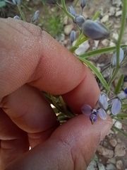 Hebecarpa barbeyana