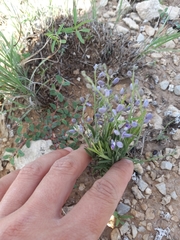 Hebecarpa barbeyana