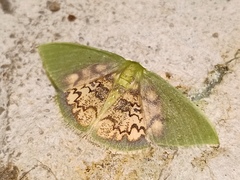 Tachychlora amilletes