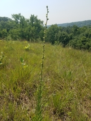 Liatris aspera