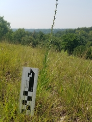 Liatris aspera