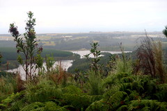 Laurophyllus capensis