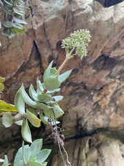 Crassula lactea