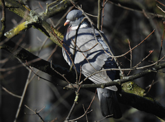 Columba palumbus